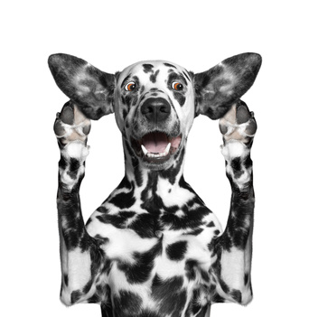dog shocked