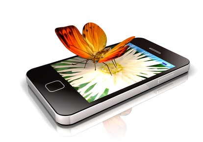 butterfly on top of the phone. Augmented reality